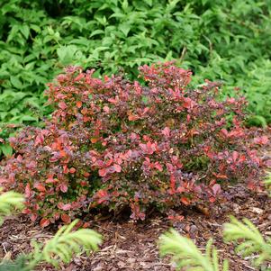 Berberis thunbergii 'NCBX3'