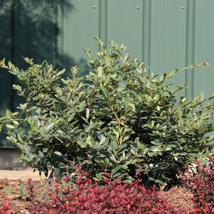 Distylium buxifolium 'ZhDis12-16'