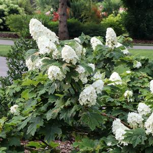 Hydrangea quercifolia 'NCHQ1'