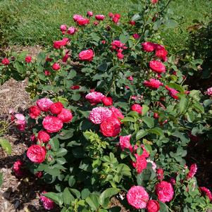 Rosa x 'BOZkonsfre'