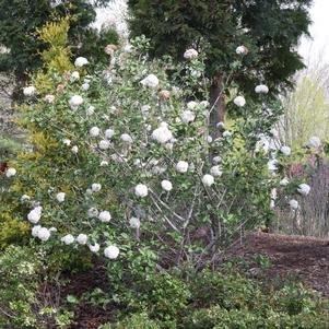 Viburnum carlesii 'SMNVCST'