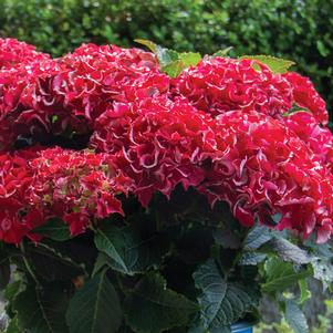 Hydrangea macrophylla 'Hokomabavi'
