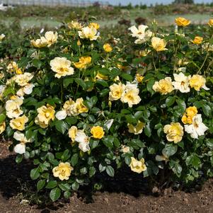 Rosa x 'SRPylwko'
