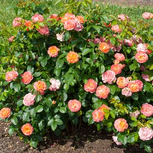 Rosa x 'RADslam'