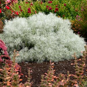 Artemisia mauiensis 'TNARTMS'