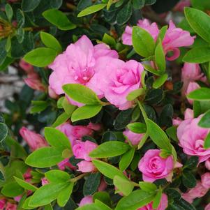 Rhododendron azalea gable x 'Karen'
