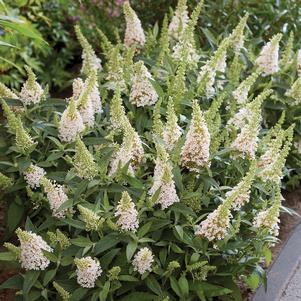 Buddleia davidii 'BotEx 003'
