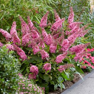 Buddleia davidii 'BotEx 005'