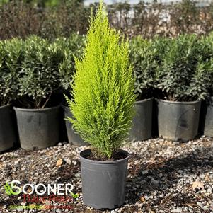 Cupressus macrocarpa 'Wilma Goldcrest'
