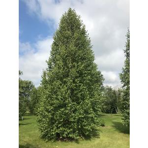 Betula tianshanica 'Emerdark (RFM-77)'