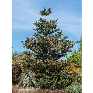 Abies koreana 'Silver Show'