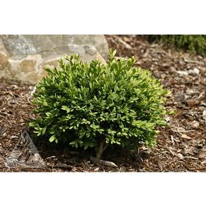 Buxus sempervirens 'Mont Bruno'