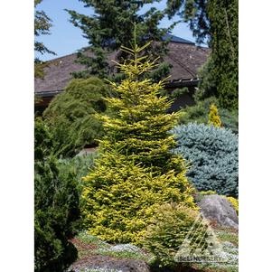 Picea orientalis 'Firefly'