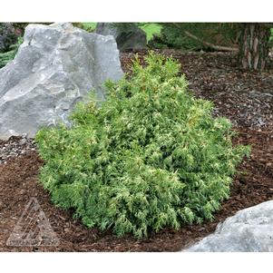 Chamaecyparis obtusa 'Mariesii'
