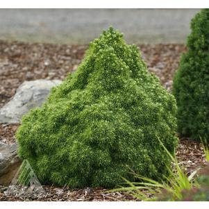 Picea glauca 'Humpty Dumpty'