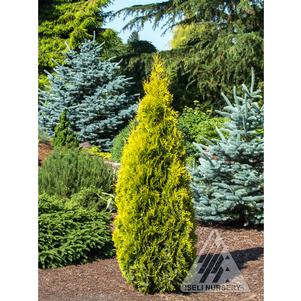 Thuja occidentalis 'Jantar'