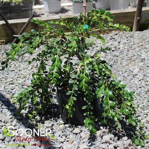 Buxus sempervirens 'Unraveled'