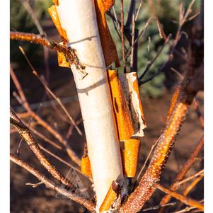 Betula costata 'CinnDak'