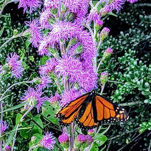 Liatris ligulistylis ''