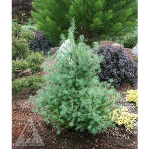 Larix laricina 'Deborah Waxman'