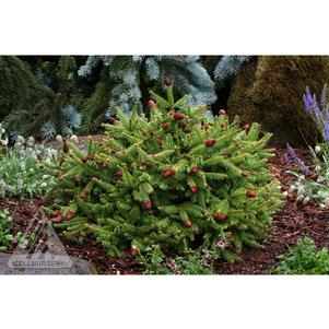 Picea abies 'Pusch'