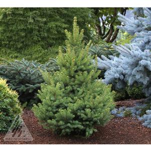 Picea glauca 'North Star'