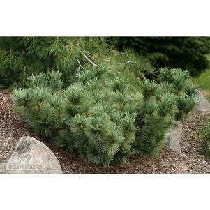 Pinus pumila 'Blue Dwarf'