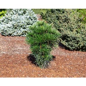 Sciadopitys verticillata 'Green Star'