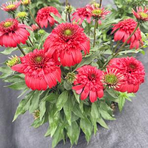 Echinacea x 'Garnet'