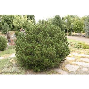 Pinus contorta 'Spaan's Dwarf'