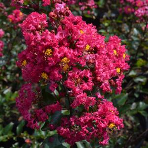 Lagerstroemia x 'PIILAG-B3'