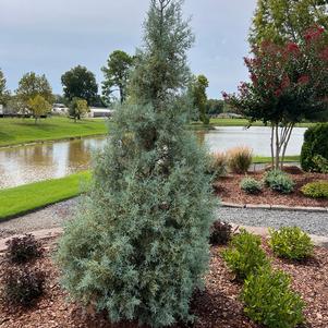 Cupressus arizonica var. glabra 'Grecqf'