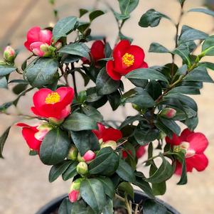 Camellia japonica 'Korean Fire'