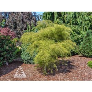 Betula utilis var. jacquemontii 'Tickle Creek'