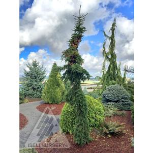Picea rubens 'Lake Street Steeple'