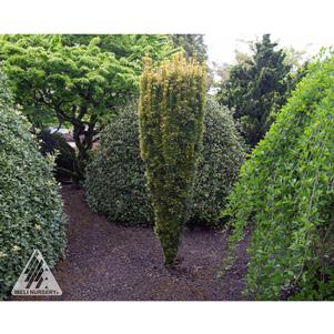Taxus baccata 'Bultinck Orange Beauty'