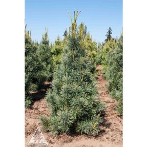 Pinus flexilis 'Extra Blue'