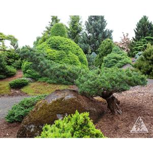 Pinus parviflora 'MIyajima'