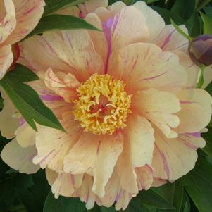 Paeonia x 'Blueberry Lemonade'