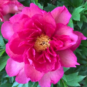 Paeonia x 'Noa Jolie'