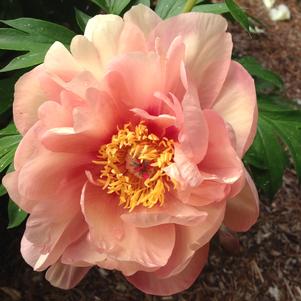 Paeonia x 'Summer Sunset'