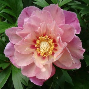 Paeonia x 'Sweet Treat'