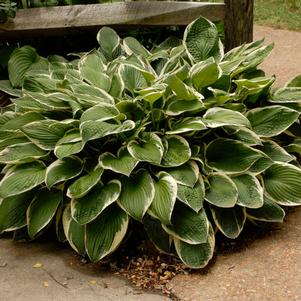 Hosta fortunei 'Francee'