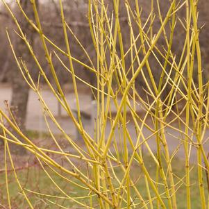 Cornus sericea 'Flaviramea'