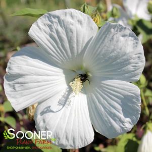 Hibiscus x 'Blue River II'