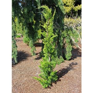 Juniperus chinensis 'Torulosa'