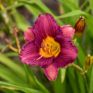 Hemerocallis x 'Purple De Oro'