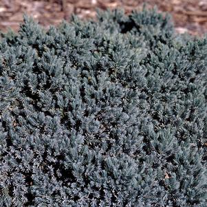 Juniperus squamata 'Blue Star'
