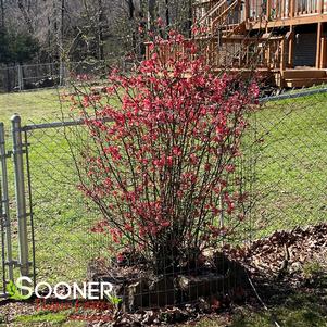 Chaenomeles speciosa 'Texas Scarlet'