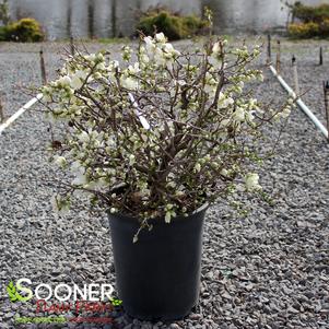 Chaenomeles speciosa 'Jet Trails'